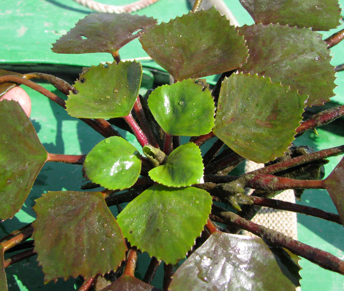 Image of Trapa astrachanica specimen.