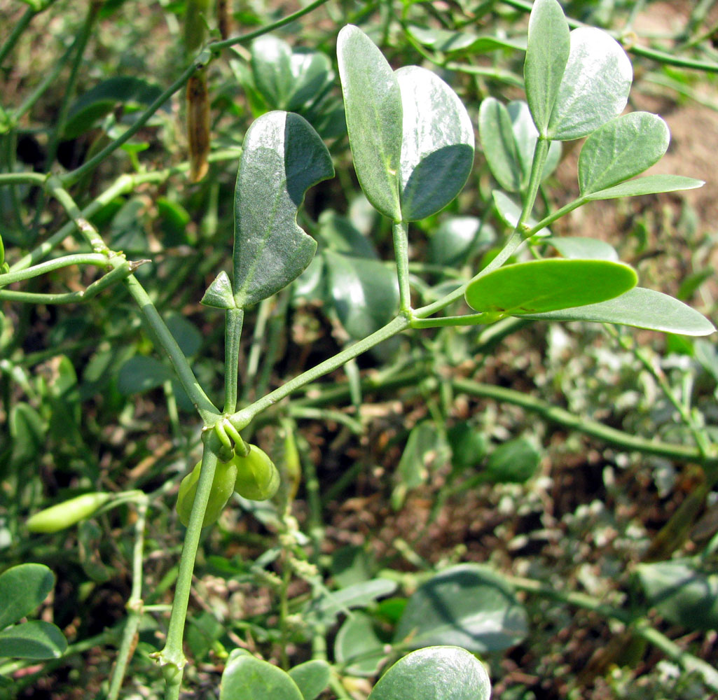 Image of Zygophyllum fabago specimen.