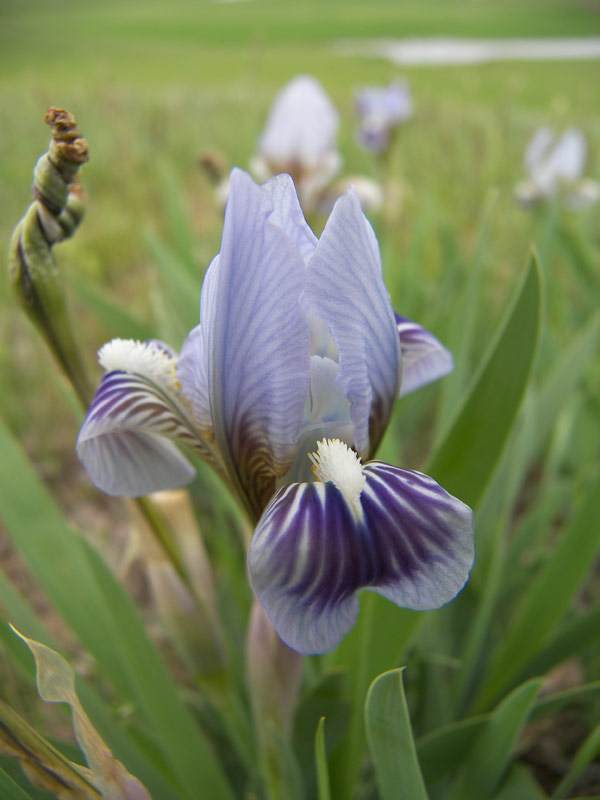 Изображение особи Iris scariosa.