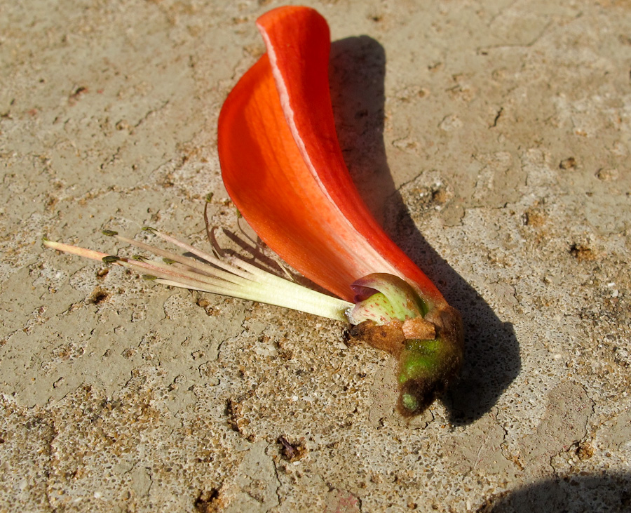 Image of Erythrina corallodendron specimen.