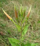 Oenothera glazioviana