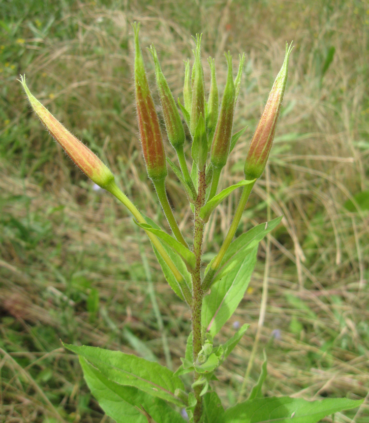Изображение особи Oenothera glazioviana.
