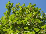 Catalpa ovata