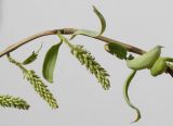 Salix matsudana. Часть ветки с женскими соцветиями. Германия, г. Кемпен, в парке. 27.04.2012.