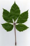Parthenocissus quinquefolia