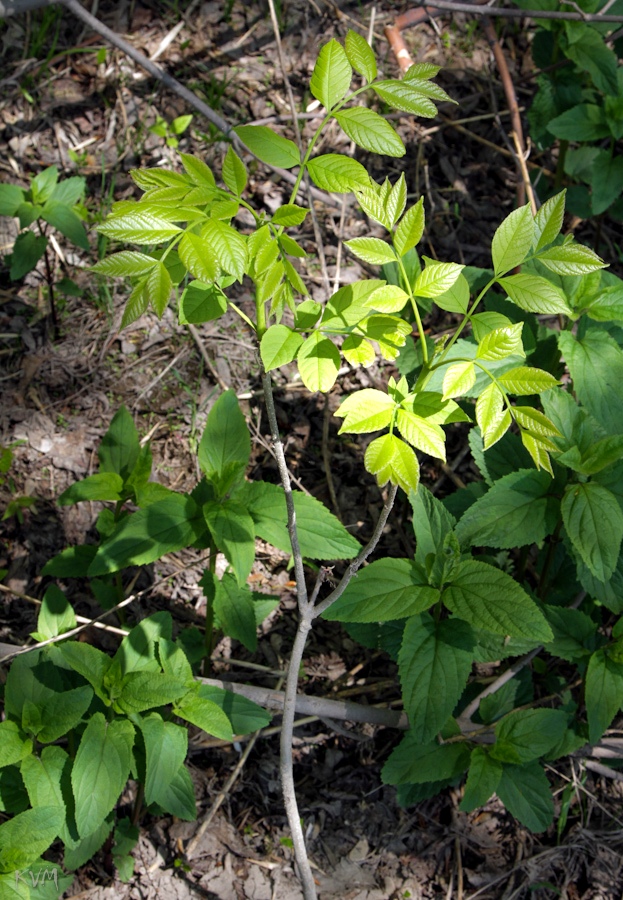 Изображение особи род Fraxinus.