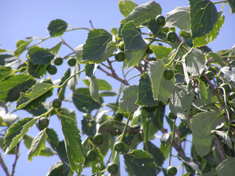 Image of Celtis caucasica specimen.