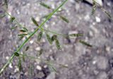 Eragrostis minor. Часть соцветия. Зап. Крым, г. Саки, территория детского оздоровительного лагеря \"Прибрежный\". 30.08.2011.