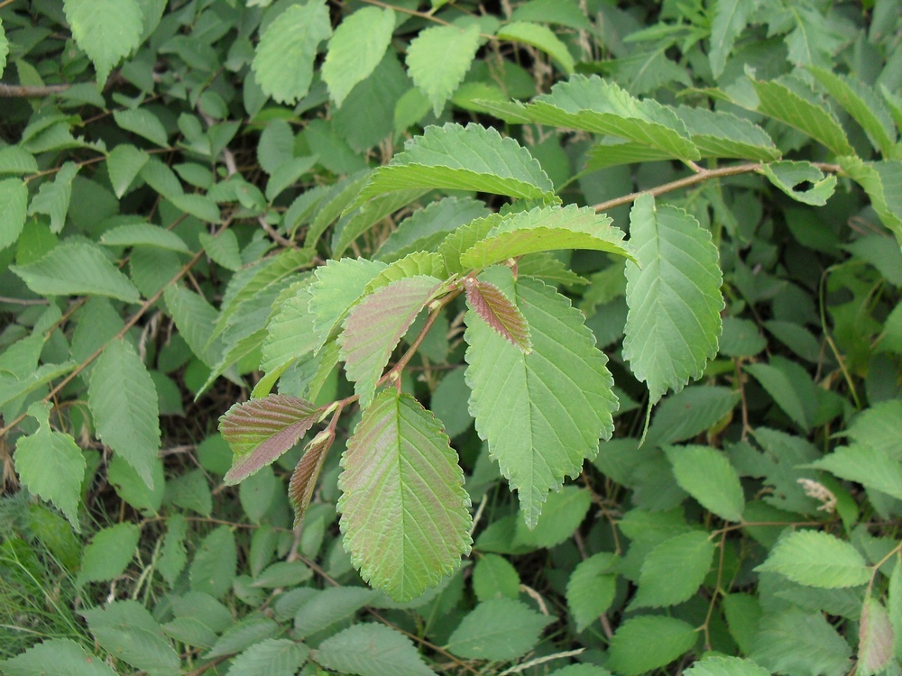 Изображение особи Ulmus glabra.