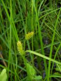 Carex vesicata. Верхняя часть стебля с соплодиями и отцветшими тычиночными колосками. Приморский край, г. Находка, болото. 13.06.2012.