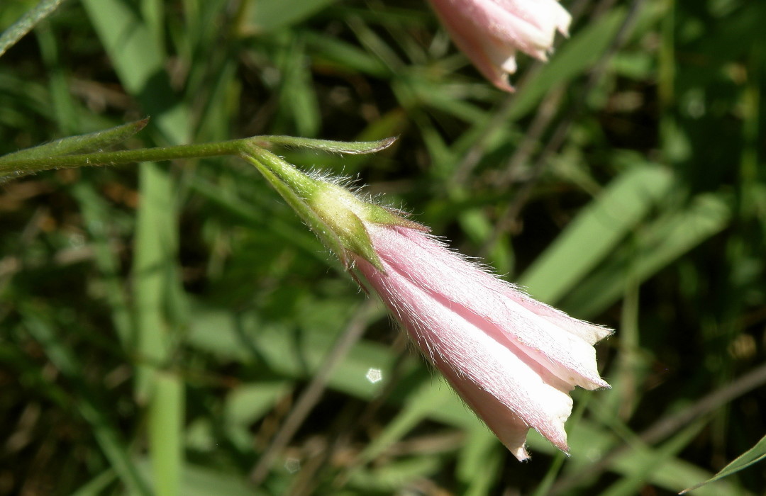 Image of Convolvulus cantabrica specimen.