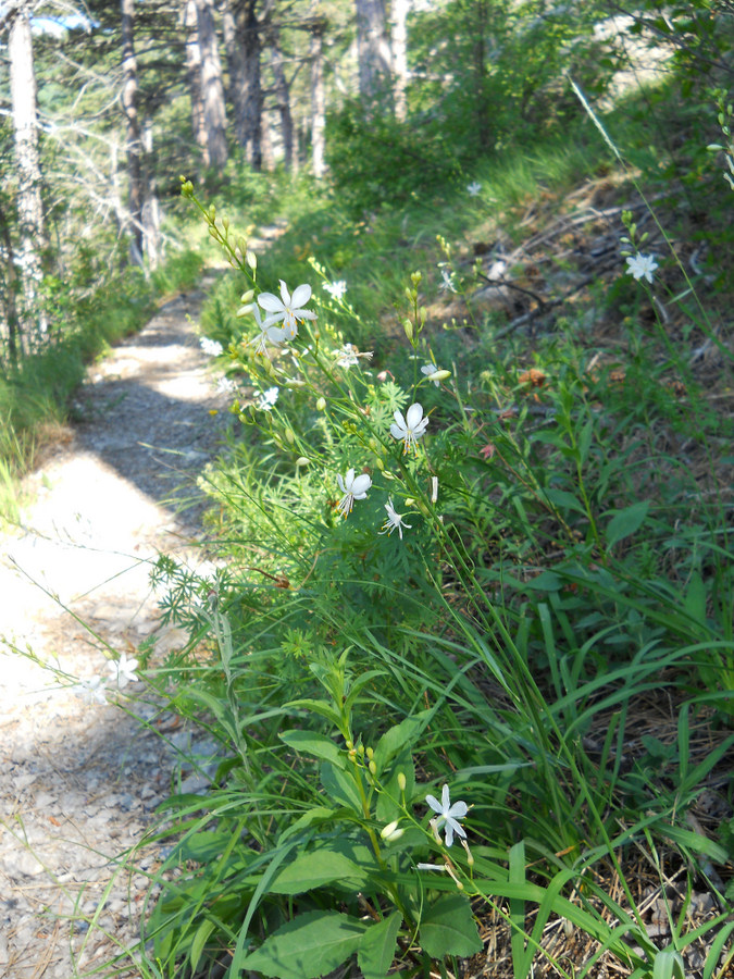 Изображение особи Anthericum ramosum.