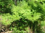 Pteridium pinetorum подвид sibiricum. Взрослые растения. Карелия, Ладожское озеро, остров Валаам. 23.06.2012.