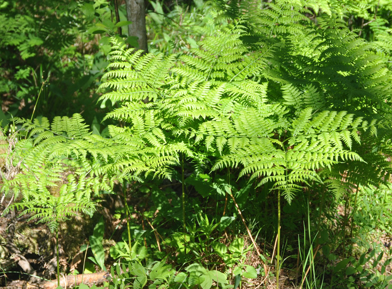 Изображение особи Pteridium pinetorum ssp. sibiricum.