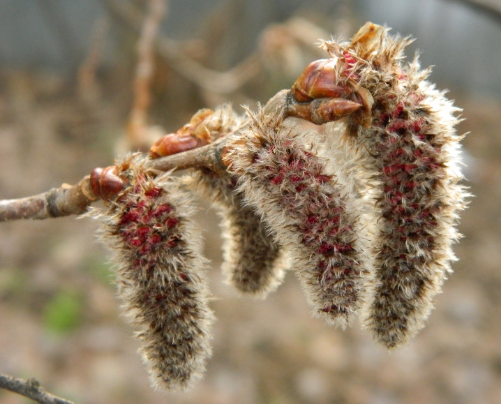 Image of Populus tremula specimen.