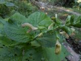 Salvia glutinosa