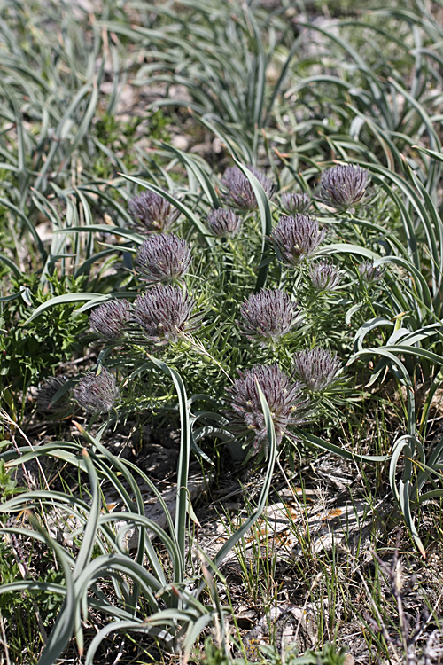 Image of Bungea vesiculifera specimen.