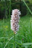 Bistorta officinalis