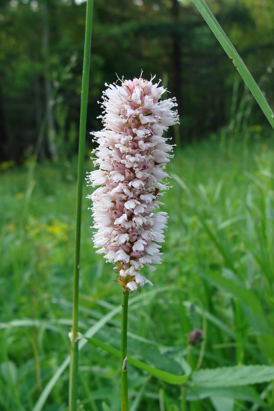 Image of Bistorta officinalis specimen.