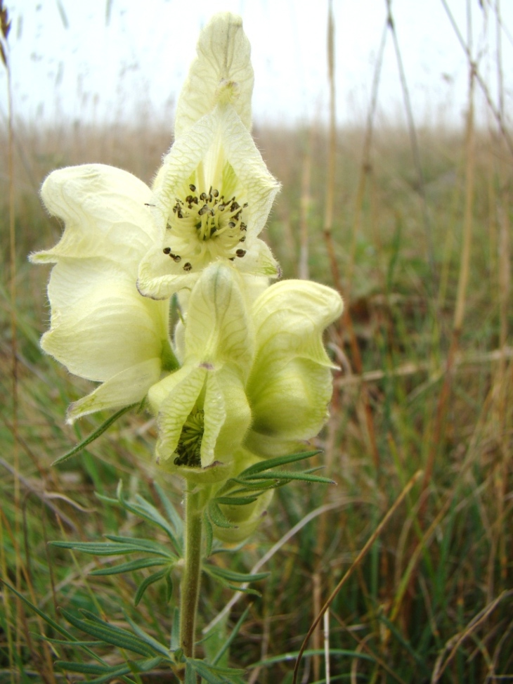 Изображение особи Aconitum confertiflorum.