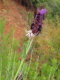 Lavandula stoechas. Верхушка побега с соцветием и охотящимся пауком. Турция, пров. Анталья, окр. пос. Текирова. 31.05.2012.