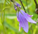 Campanula patula