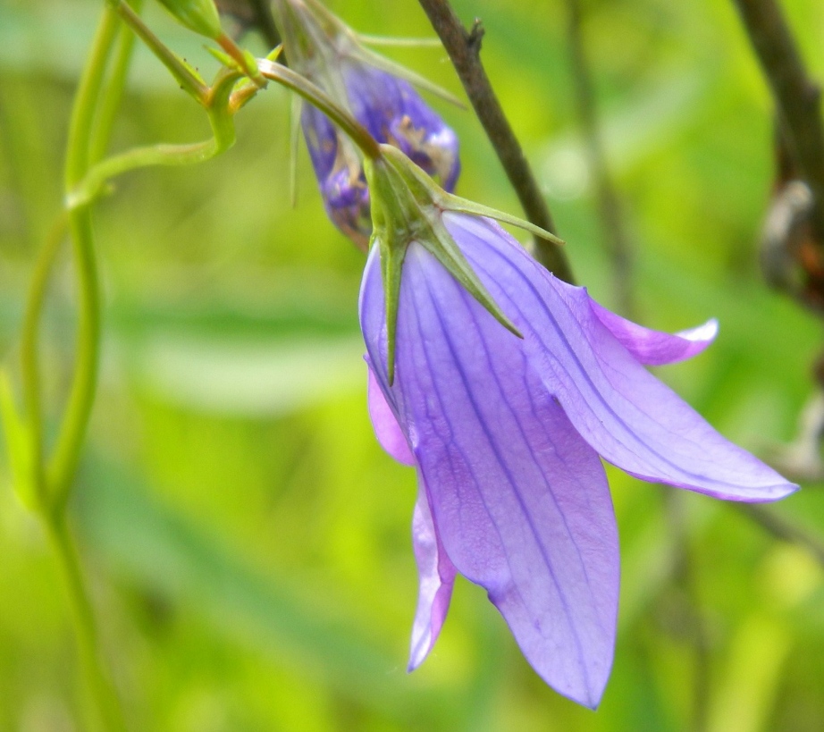 Image of Campanula patula specimen.