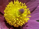 Pulsatilla vulgaris