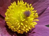 Pulsatilla vulgaris