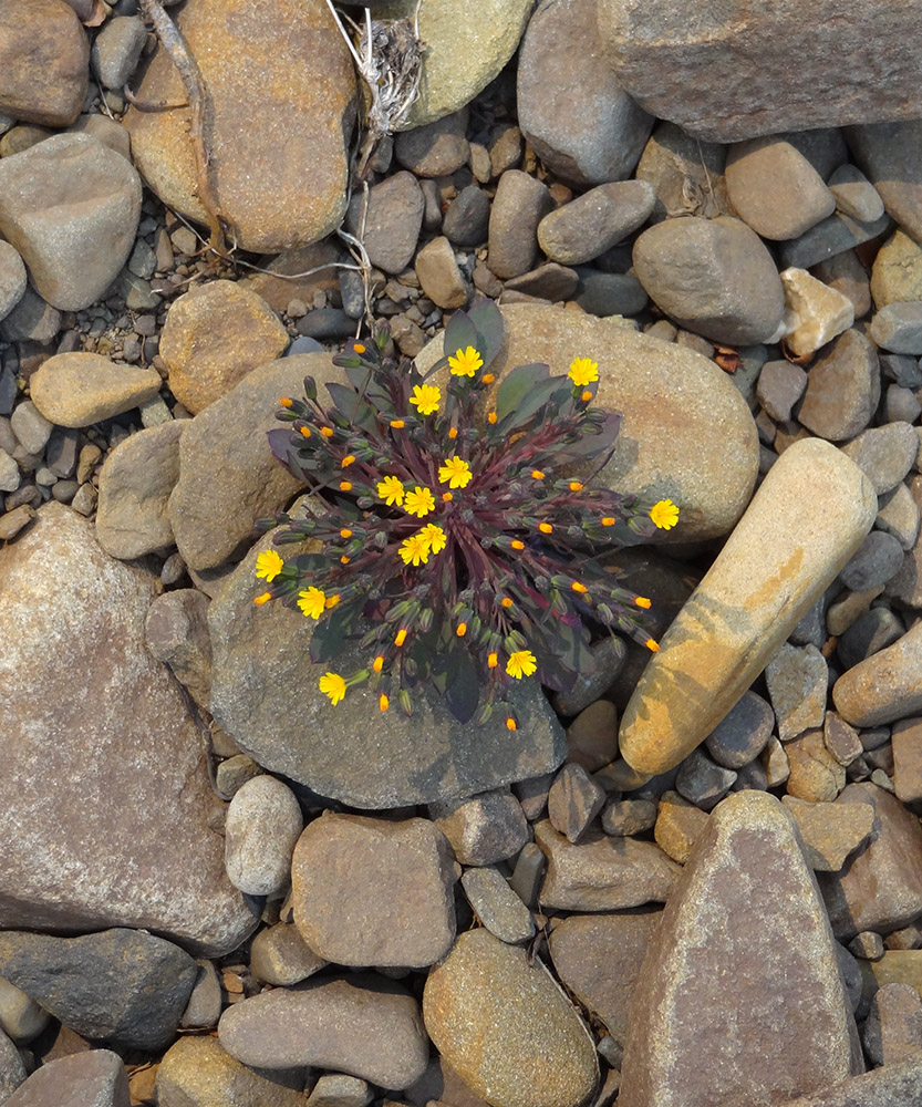 Image of Crepis jacutica specimen.