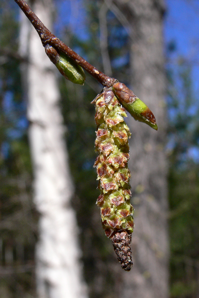 Image of Betula pendula specimen.