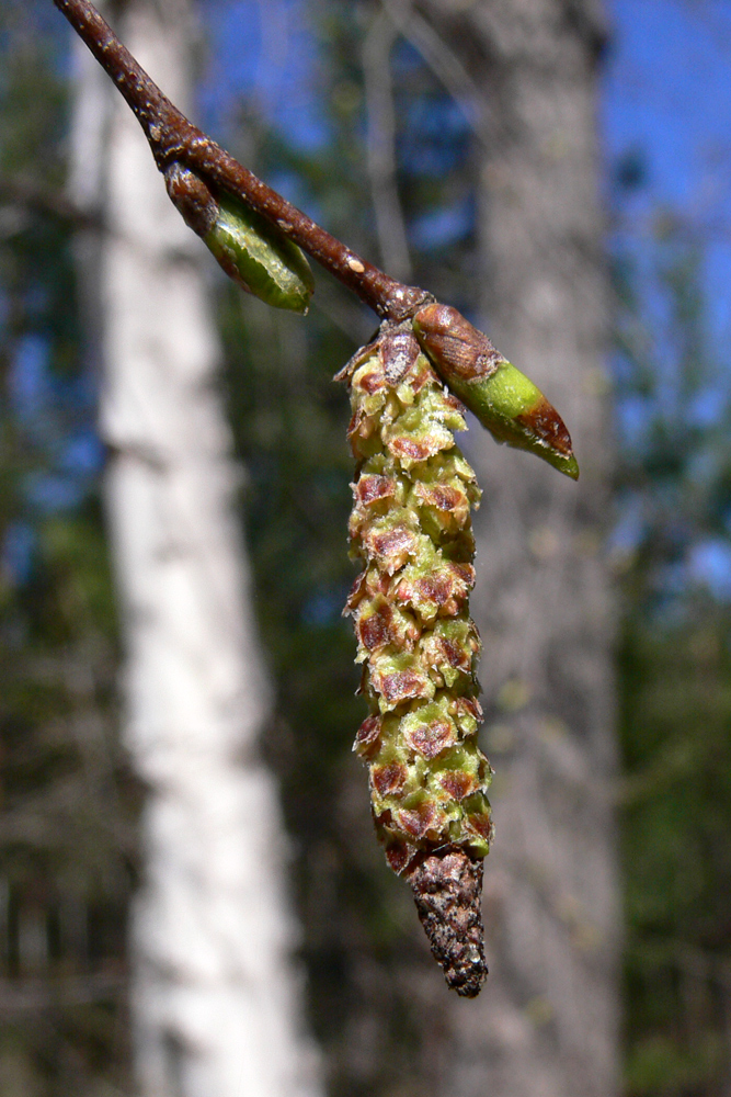 Изображение особи Betula pendula.