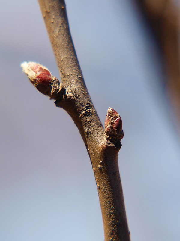 Image of Malus domestica specimen.