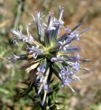 Echinops ritrodes. Соцветие. Копетдаг, Чули. Июнь 2012 г.