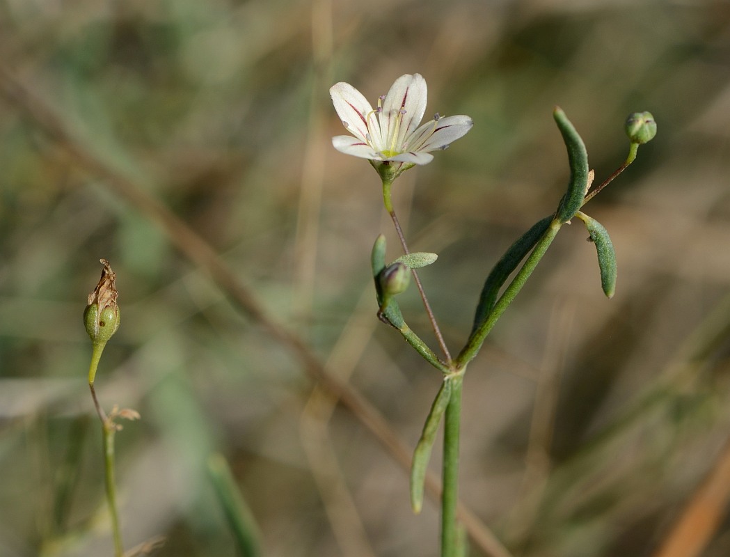 Image of Gypsophila capillaris specimen.