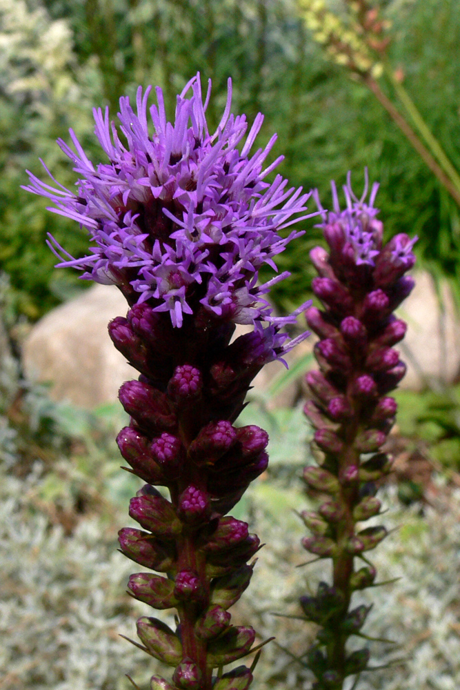 Image of Liatris spicata specimen.