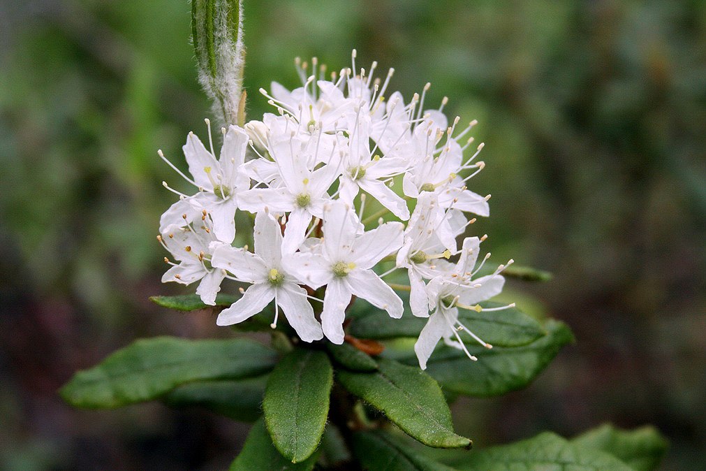 Image of Ledum hypoleucum specimen.