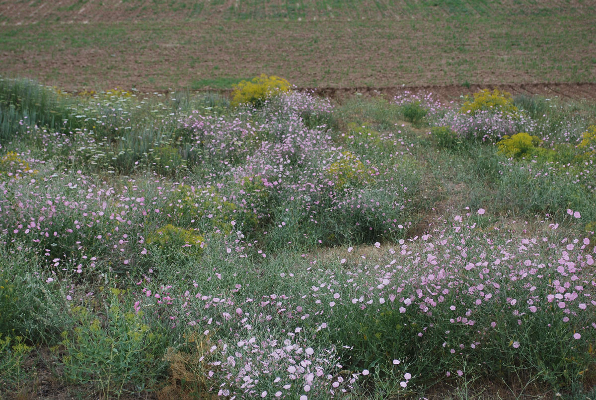 Изображение особи Convolvulus subhirsutus.