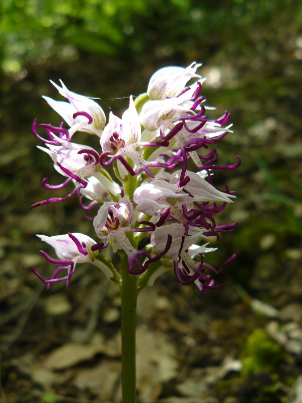 Image of Orchis simia specimen.