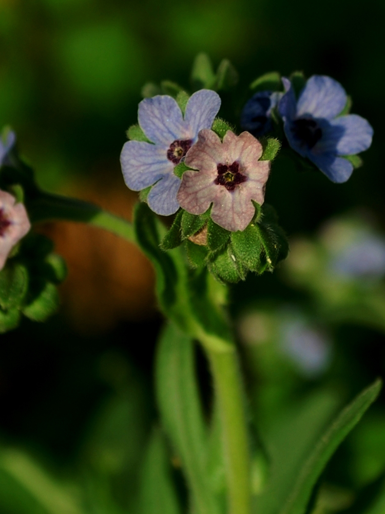 Image of Cynoglossum creticum specimen.