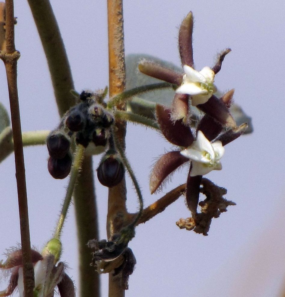 Image of Pergularia tomentosa specimen.