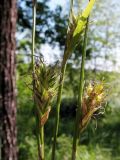 Carex michelii