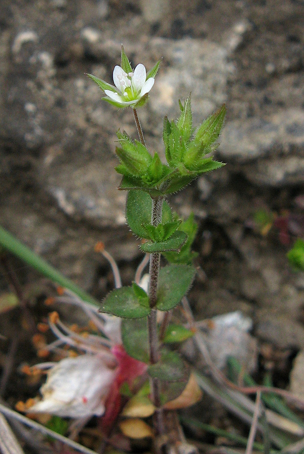 Image of Arenaria serpyllifolia specimen.