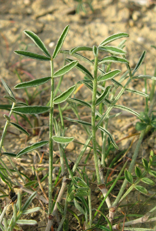 Изображение особи Astragalus subuliformis.