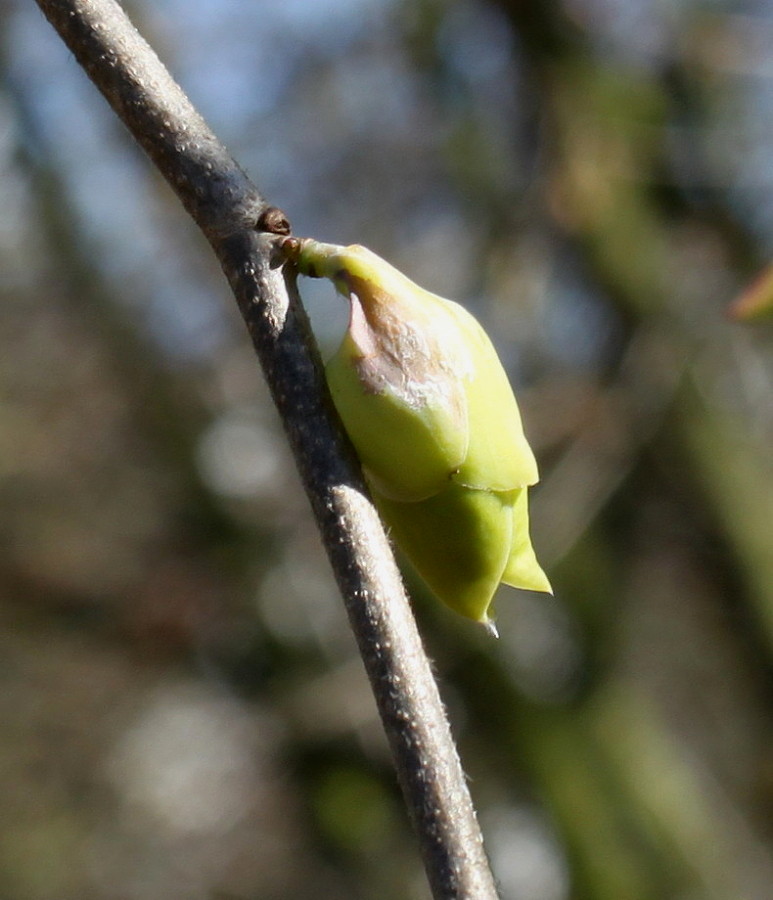 Image of Corylopsis sinensis specimen.