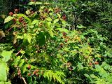 genus Rubus