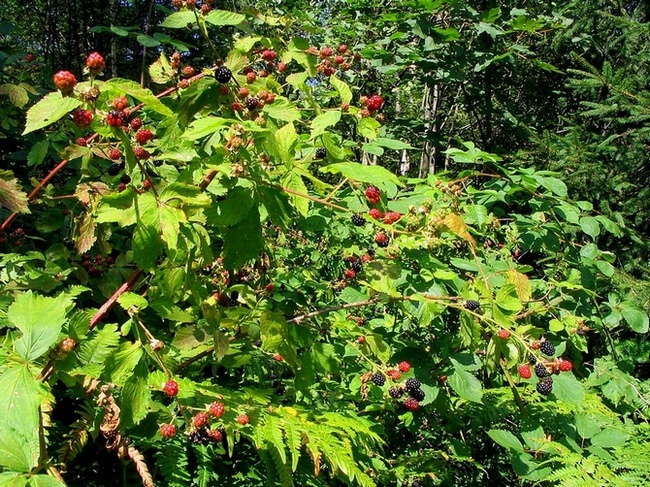 Изображение особи род Rubus.