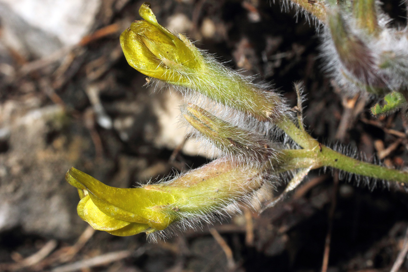 Изображение особи Astragalus syreitschikovii.