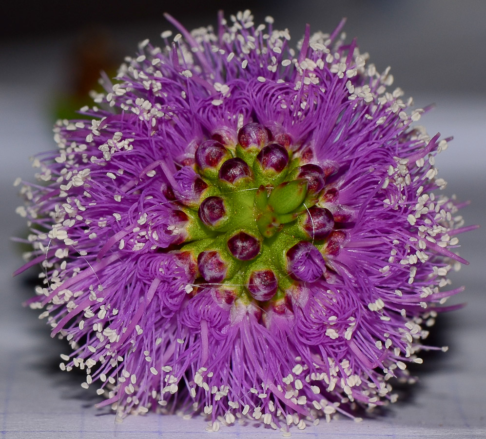 Image of Melaleuca nesophila specimen.