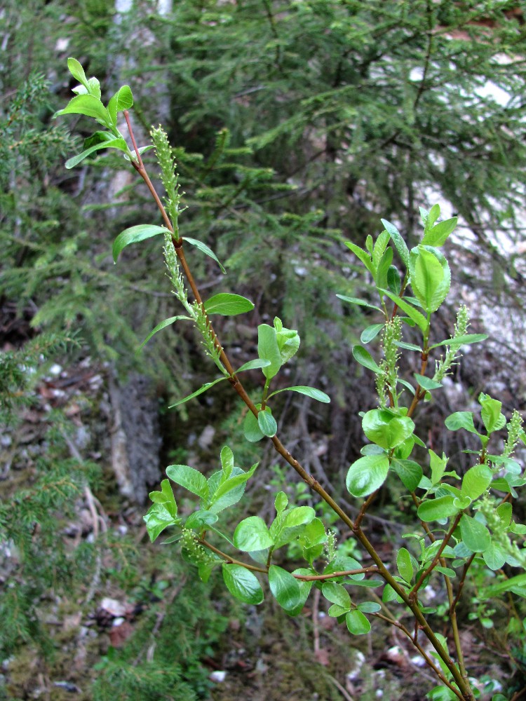 Изображение особи Salix arbuscula.